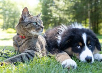 Cadastre seu pet: Entenda os benefícios do RG Animal em 2026